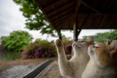 雨降り