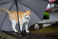 雨の日バニラくん