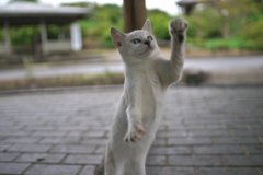 おどるポンポコリン