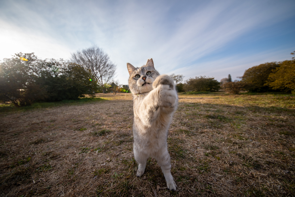 猫の呼吸壱の太刀肉球