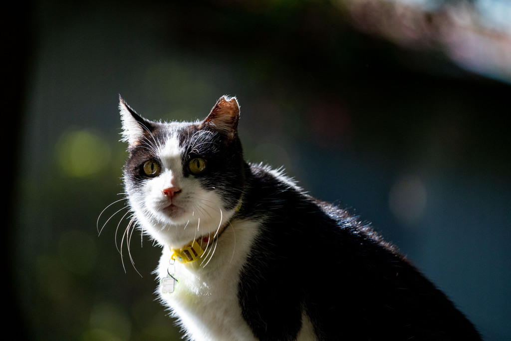 クルッと回って猫の目