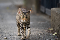 キジトラの母