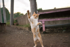 猫ダンス2