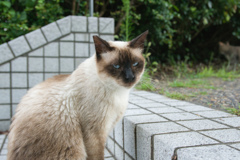 野良シャム猫