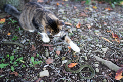 戦うボス猫