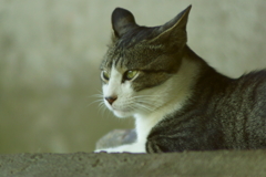 キジ白2