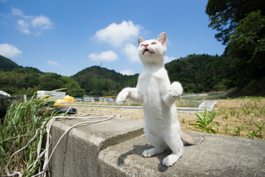 鳥のように羽ばたくニャン