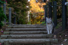 猫の細道