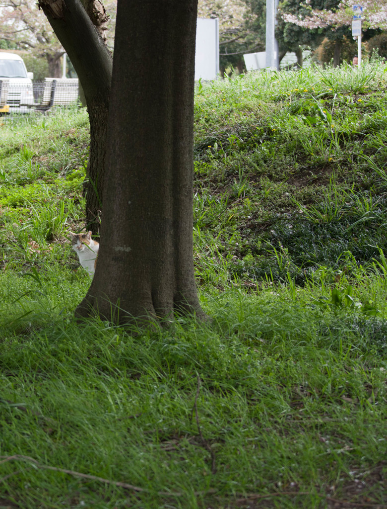 だるまさんが転んだ