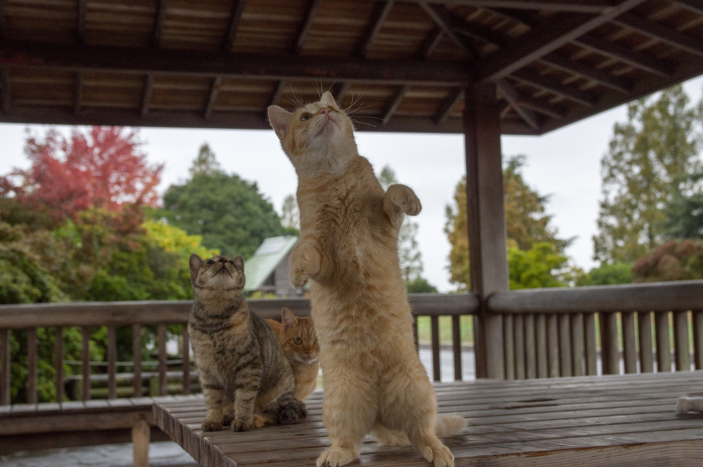 雨が降っているのニャ