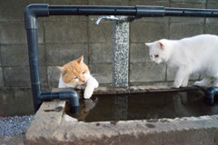 加減はどうかにゃ
