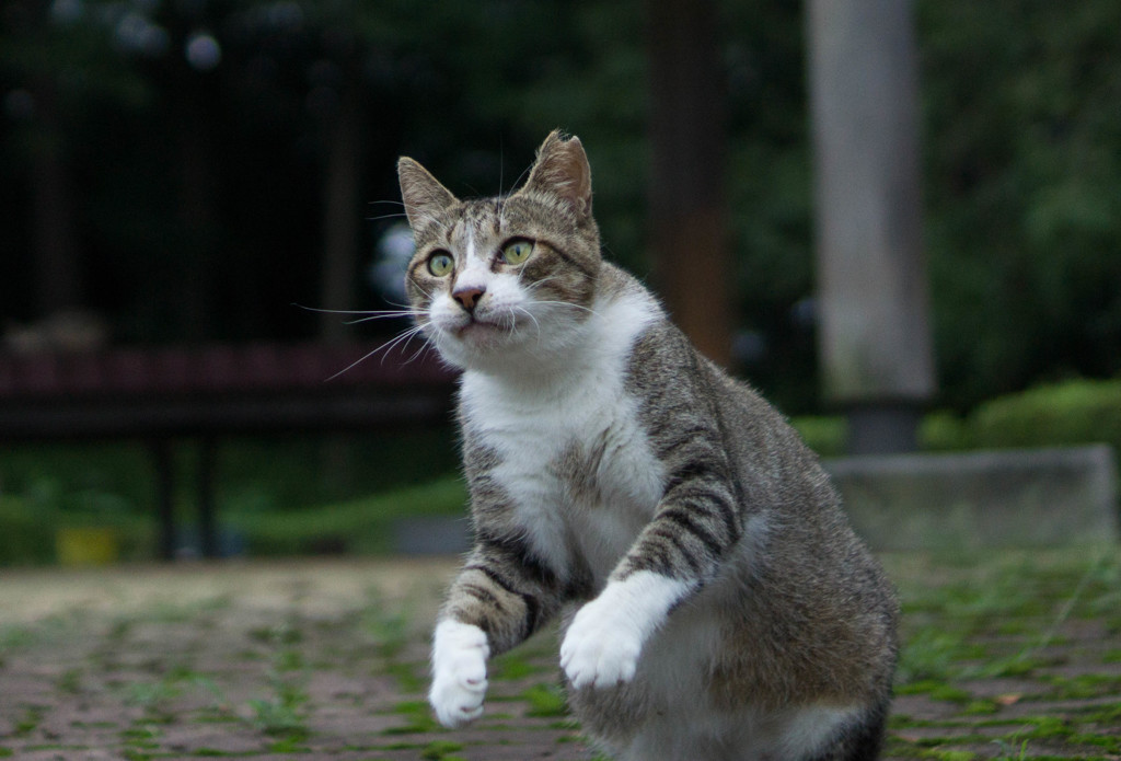 ちょいと遊んでいきニャ