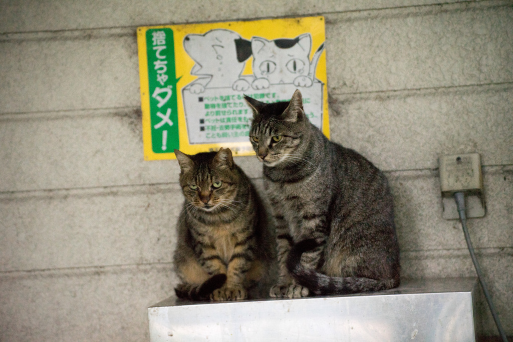 お腹がすきました