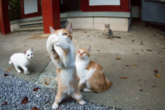 おみくじ
