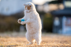 ナイスキャッチ