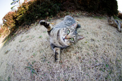ごろにゃん