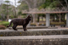 そっちに飛ぼうか思案中