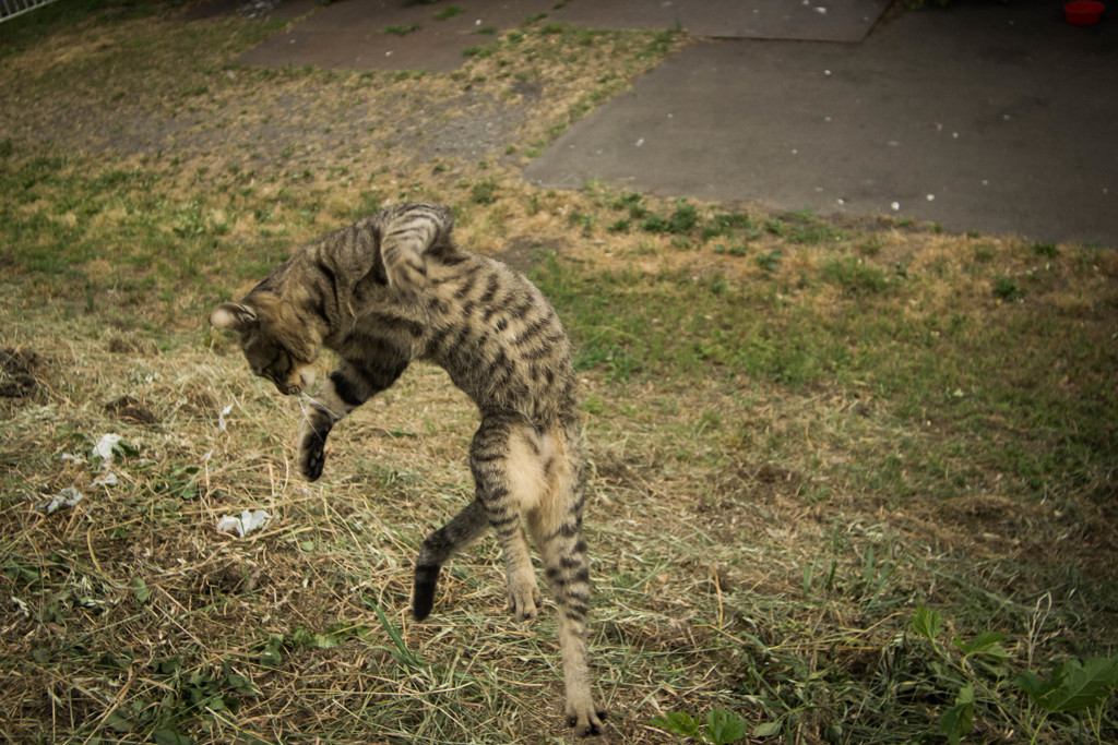 ジャンプ1