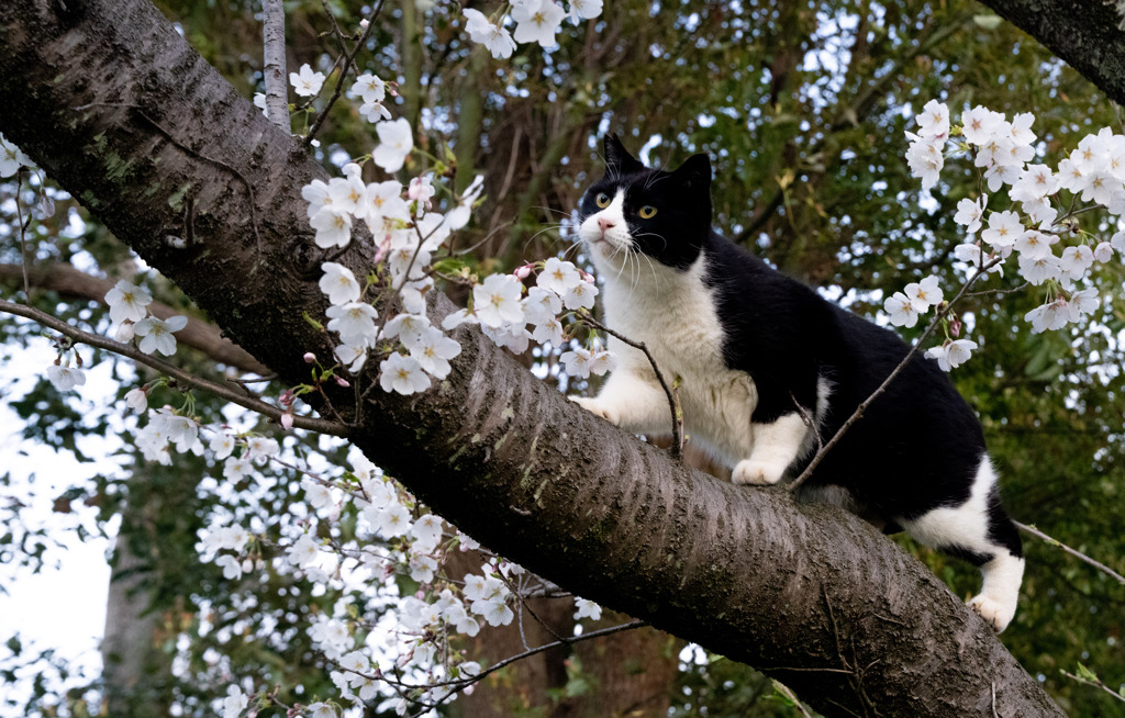 桜2025