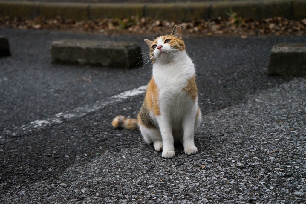 雨上がり