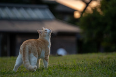 夕焼け小焼け