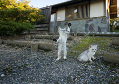 ここですニャン