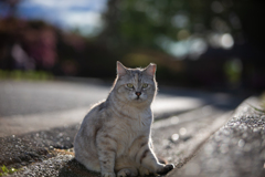 みどり