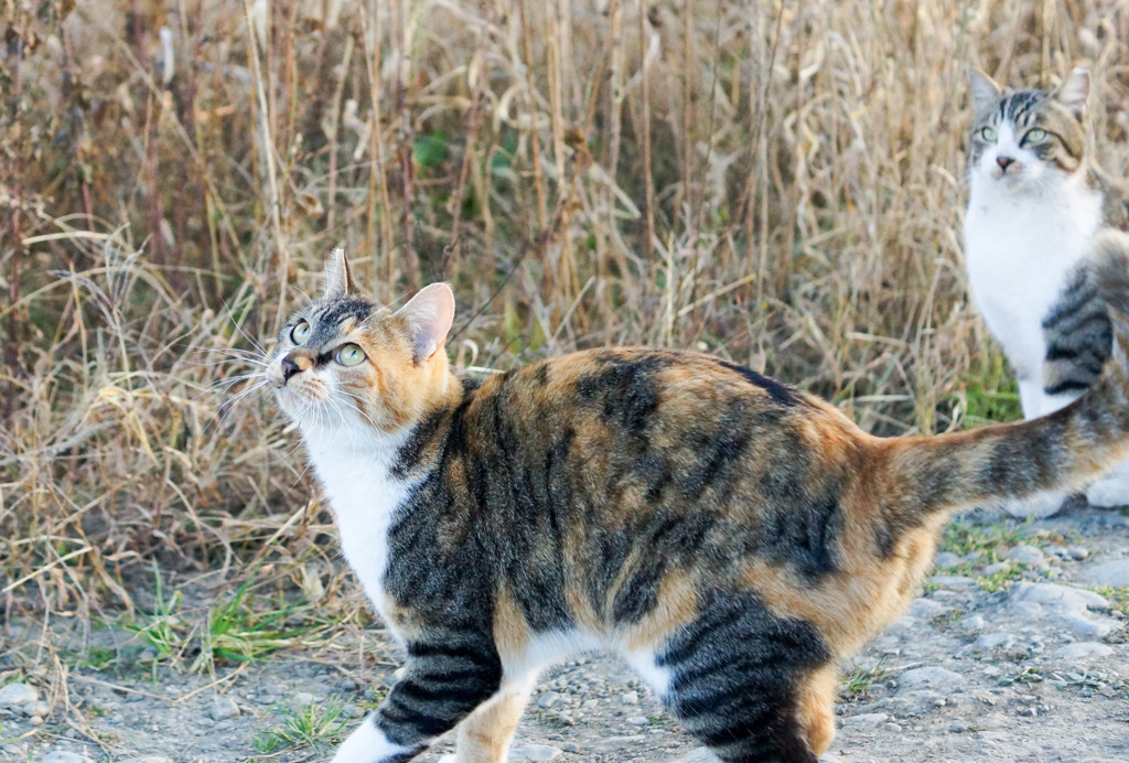 色々な模様の贅沢な三毛