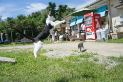 島の猫８