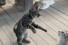 キジトラの仔猫