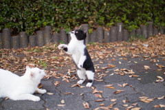 ヒゲダンス