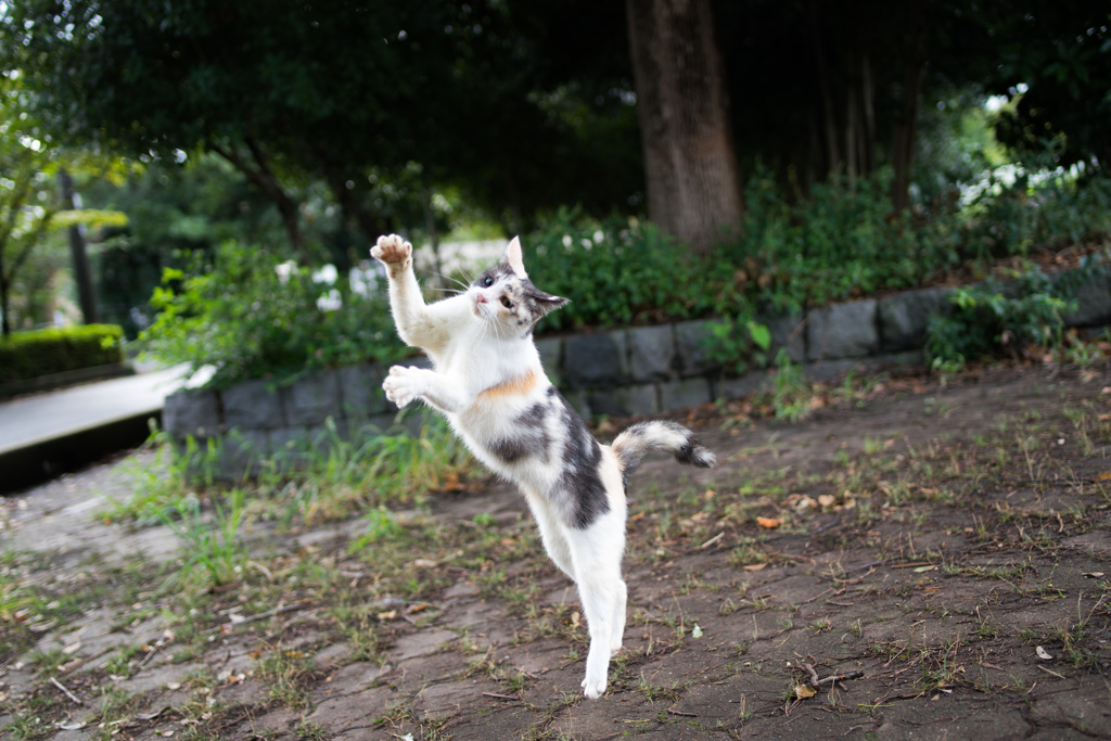 猫ダンス4 By ほらさん Id 写真共有サイト Photohito