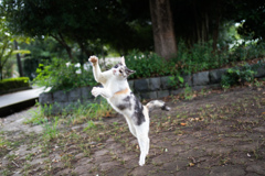 猫ダンス4