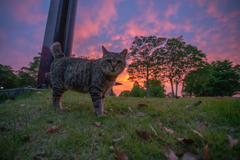 夕焼け番長