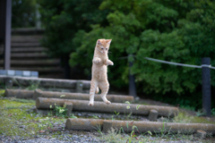 １段とばし