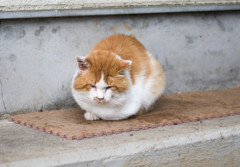 タワシ