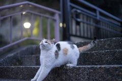 伸びる