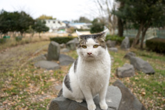 温かい石の上