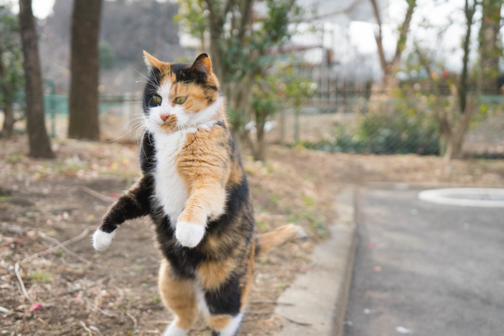 チョット急いでるにゃ