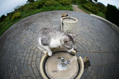 あんたもくるかい？