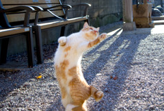 踊る猫