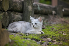 地震だ！ひにゃん訓練チュウ