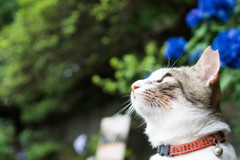 猫2