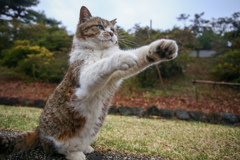 猫チョップ