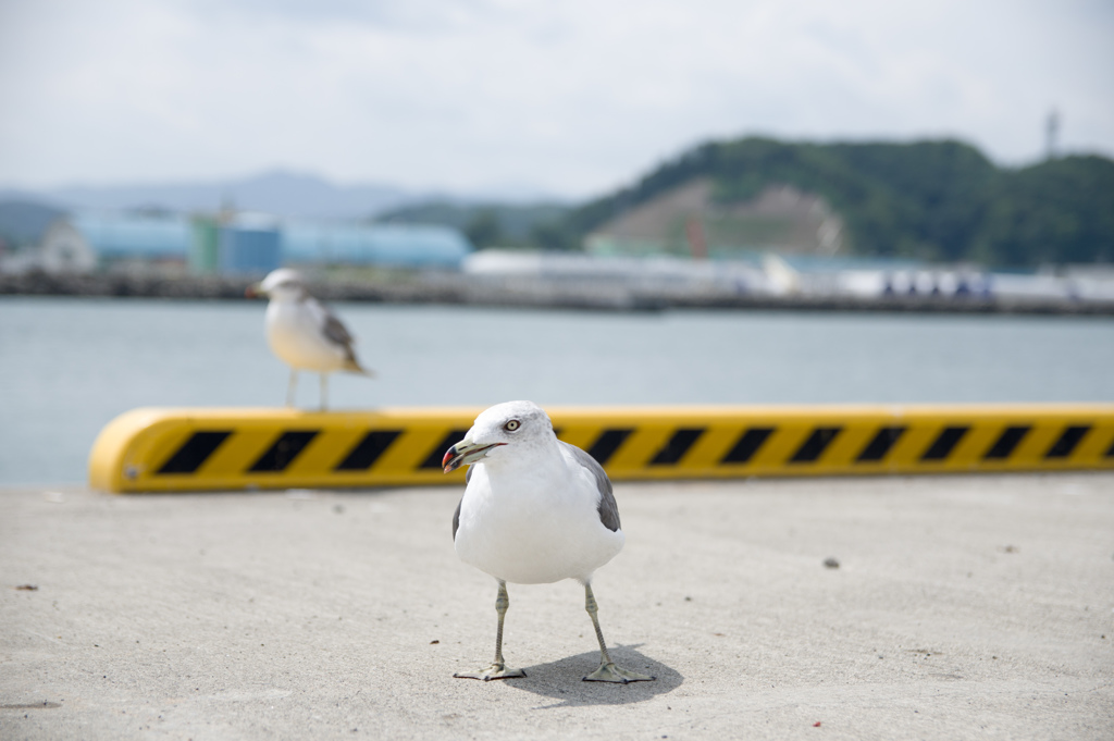 餌クレ
