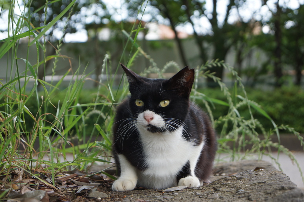 バットニャン