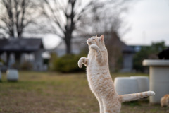 生姜色の手招き