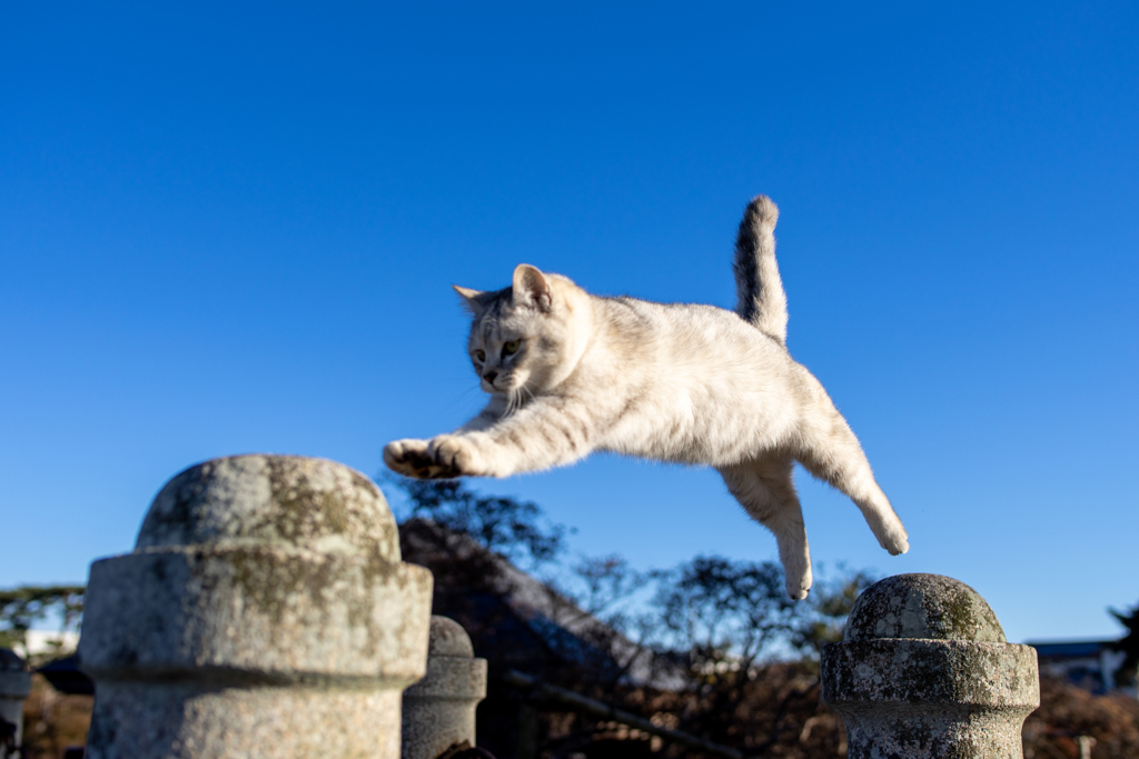 飛ぶ