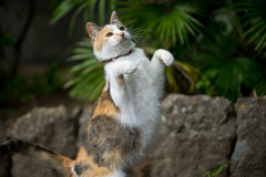 ミケちゃん
