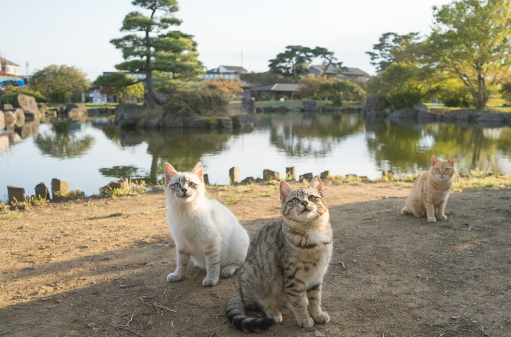 庭園